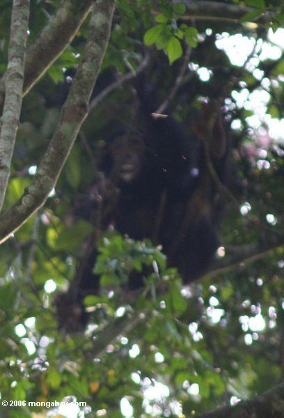 Wilder Schimpanse mit Frucht„Lippenstift“