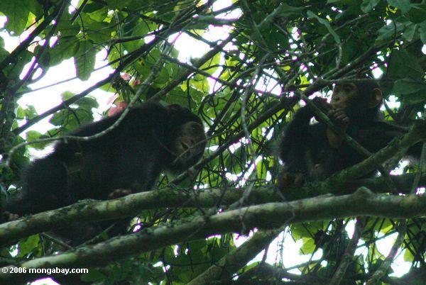 Wilde chmpanzees im Nationalpark
