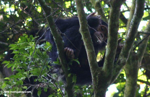 Wilder Schimpanse mit Fruchtsaft auf seinem