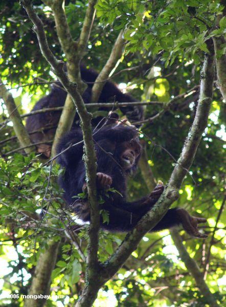 木に野生のチンパンジー