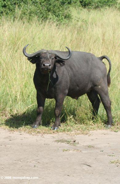 Búfalo de Cape (caffer de Syncerus) em QENP 