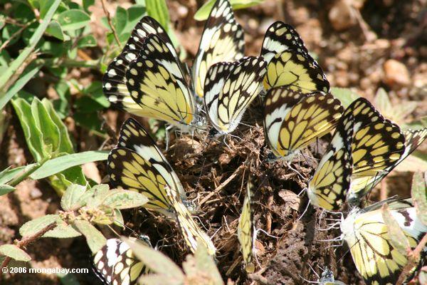 Schwarze und gelbe Schmetterlinge (Belenois creona) erfaßten auf Nationalpark