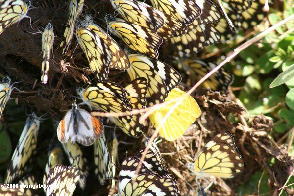 сотни belenois creona (Африканский антраша) бабочек, собранной на слона навоз