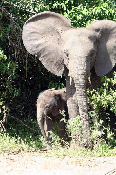 Слон с ребенком, выходящим из растительности
