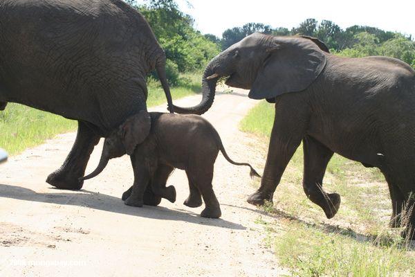 слоны пересечения дороги на малой дальности