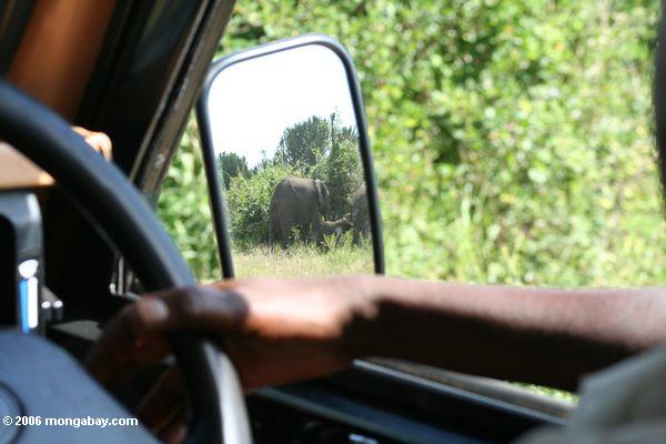 Elefanten im rearview