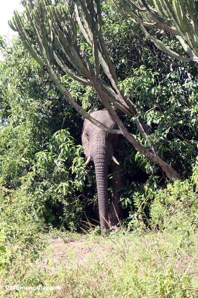 Aufgeregter Elefant, der dem Nationalpark von der einige