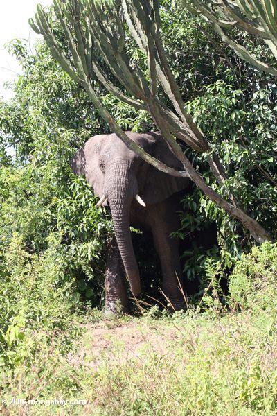 Африканский слон, выходящих из куста