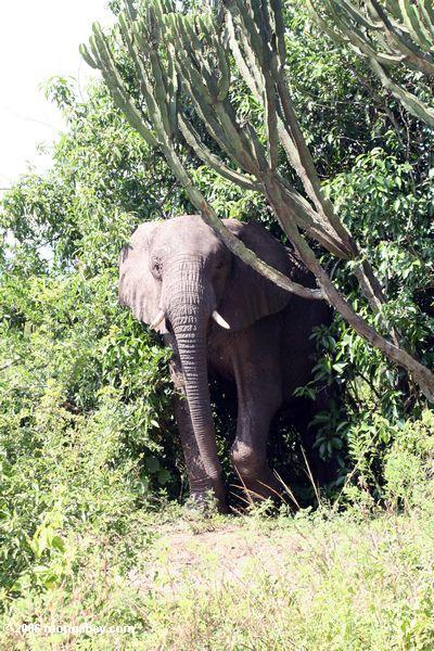 Африканский слон, выходящих из растительности