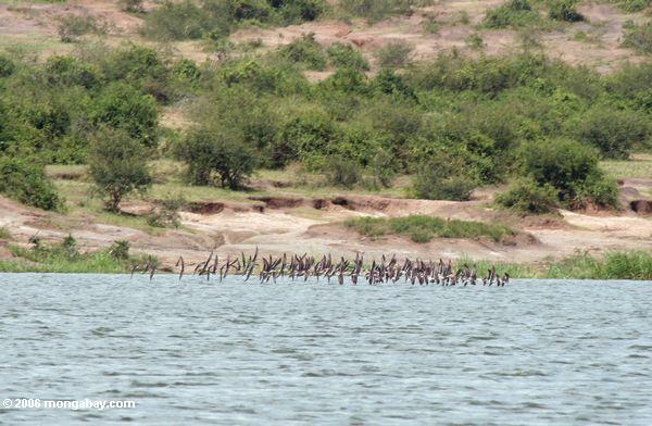 большое стадо африканских скиммеры (rhynchops flavirostris) по сравнению с kazinga канал
