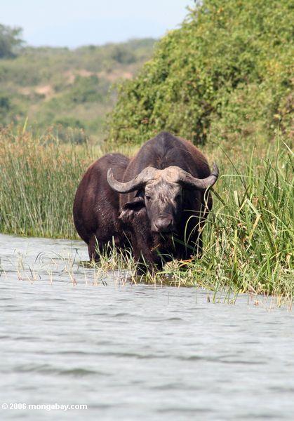 Кабо-буйволов в kazinga канал