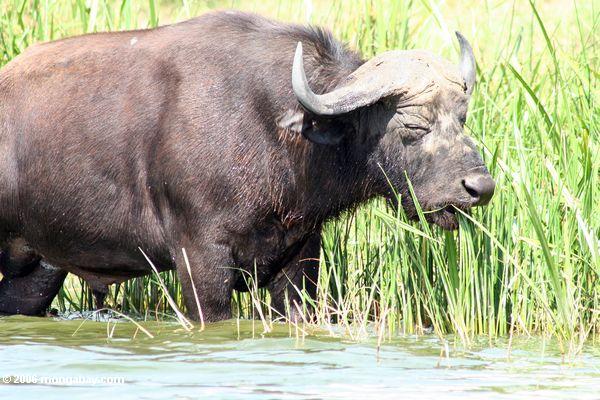Мыс буйволов, питающихся тростника в kazinga канал