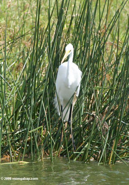 Großer weißer Reiher (Ardea alba), ein Nationalpark