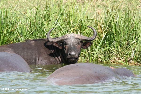 Kapbüffel (Syncerus caffer) im Wasser des Nationalparks