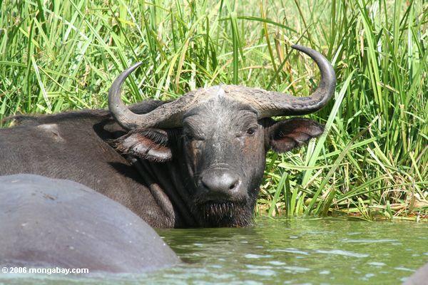 Kapbüffel (Syncerus caffer) im Wasser auf dem Rand des Nationalparks