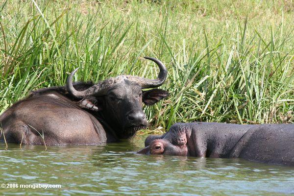 Kapbüffel und Flußpferd im Kazinga lenken