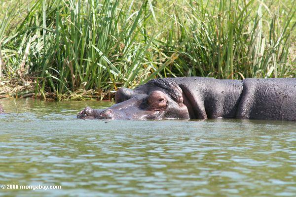 Flußpferd in den shallows des Nationalparks