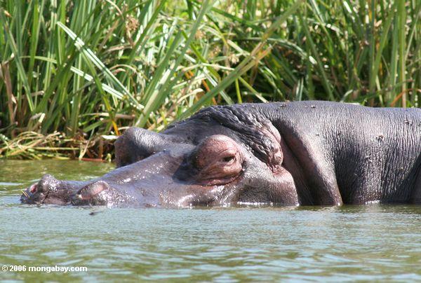 Nahaufnahme auf einem Flußpferd (Hippopotamus amphibius) in den shallows des Nationalparks