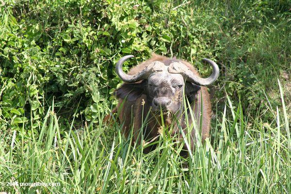 Kapbüffel (Syncerus caffer) einziehend auf den Rand des Nationalparks