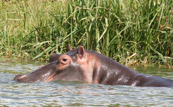 Flußpferd (Hippopotamus amphibius) in den shallows des Nationalparks