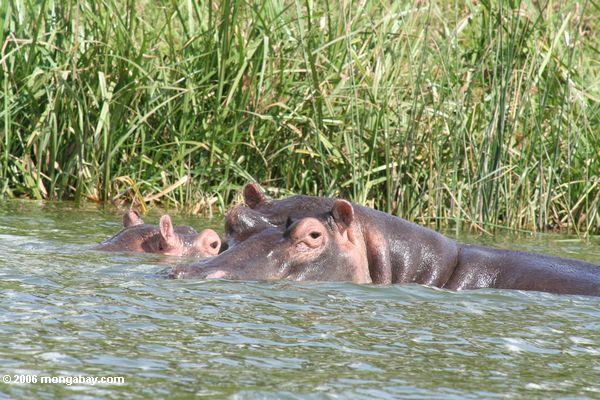 Flußpferd mit Baby entlang den Bänken des Nationalparks der Kazinga
