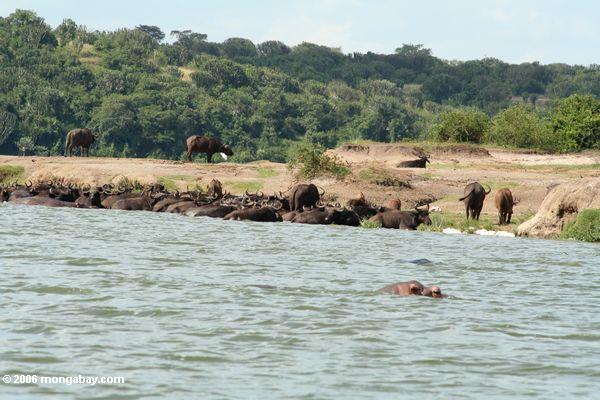 Мыс буйволов, стоящего на shallows вдоль канала kazinga