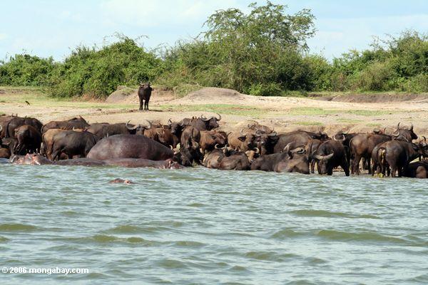 Masse der Flußpferde und des Büffels im Nationalpark