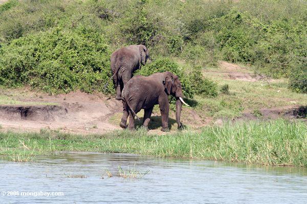 Пара слонов вдоль канала kazinga