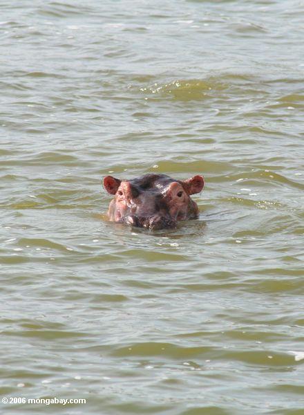 Hippopotamus mit dem Kopf, der aus einem Nationalpark