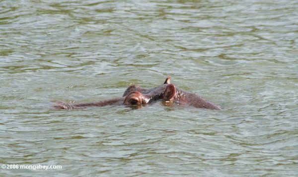 Flußpferd mit Augen und den Ohren gerade über dem Nationalpark