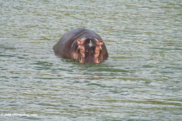 Flußpferd, das vom Nationalpark der Kazinga