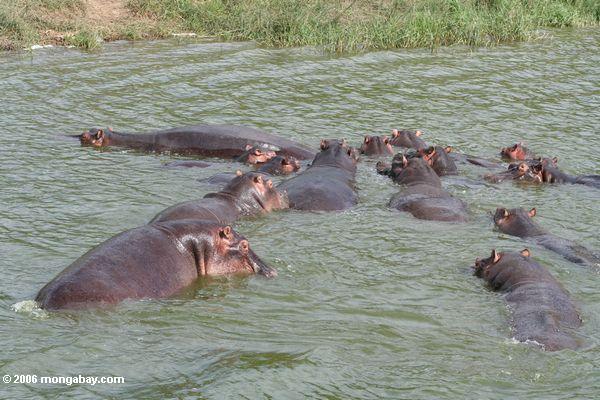 многие hippos в kazinga канал