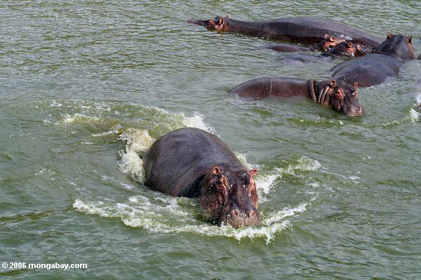Hippopotame de remplissage