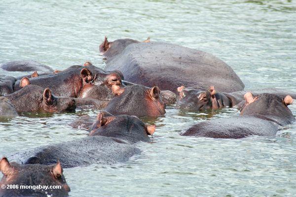 Gruppe Flußpferde im Nationalpark