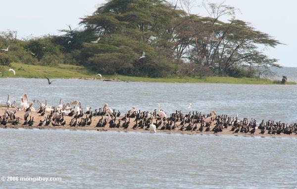 Pelikane, Kormorane und andere Vögel auf einem sandbar in der Kazinga Führung