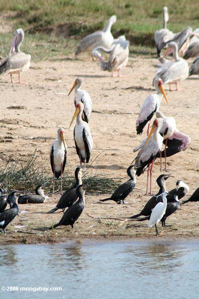 Große Kormorane, Rosafarben-unterstützte Pelikane, große weiße Pelikane, kleiner Reiher, gelb-berechneter