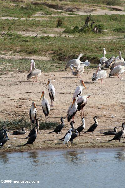 Große Kormorane, Rosafarben-unterstützte Pelikane, große weiße Pelikane, kleiner Reiher, gelb-berechnete Störche zusammen auf einem des See-Edward/Kazinga Nationalpark