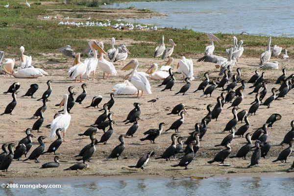 Große Kormorane, Rosafarben-unterstützte Pelikane, große weiße Pelikane auf einer Führung des See-Edward/Kazinga setzen