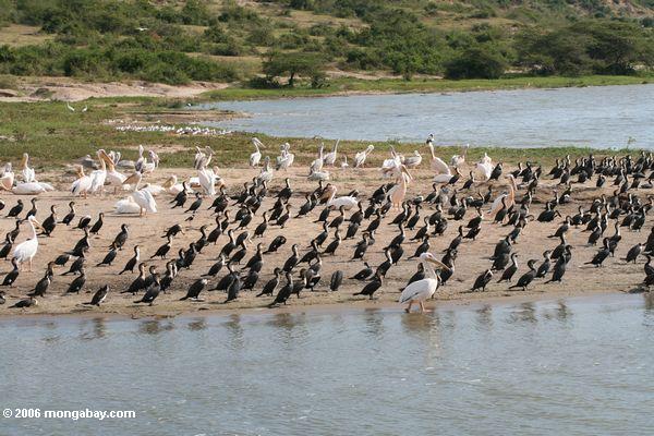 Pelikane und Kormorane auf dem sandigen Ufer des Nationalparks