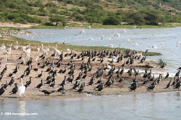 Viele waterbirds auf dem Ufer des Nationalparks