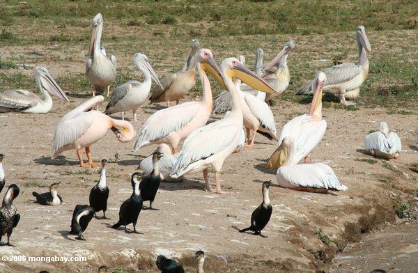 большой белый пеликан (pelecanus onocrotalus), розовый пеликан, поддерживаемого (pelecanus rufescens), и большой баклан (phalacrocorax Карбо)