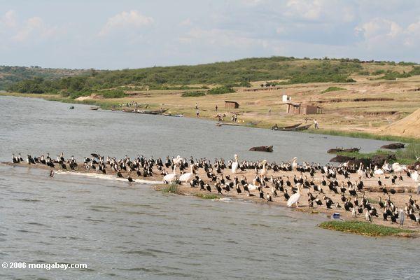 водоплавающих птиц с kazinga канал деревни в фоновом режиме