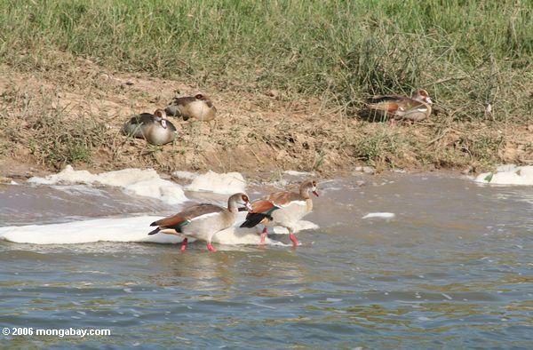 египетские гуси, alopochen aegyptiacus, ходить в shallows из kazinga канал