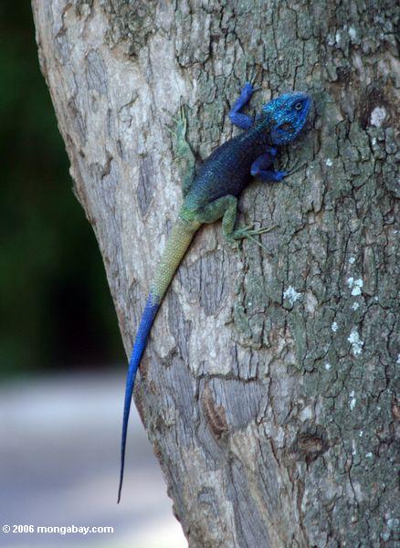 Blau-vorangegangener Baumdickzungeneidechse (Acanthocerus atricollis)