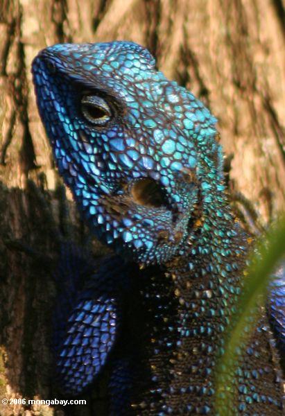 Headshot des bunten blau-vorangegangenen Baumdickzungeneidechse (Acanthocerus atricollis)