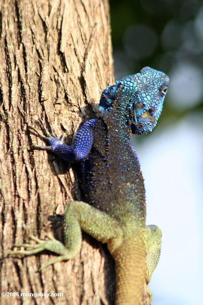 мужской синий, возглавляемых агама по дереву перспективных вне камеры