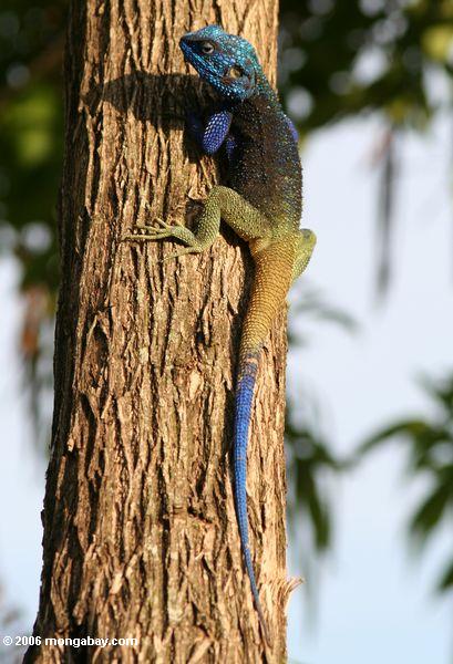 мужской синий, возглавляемых агама (acanthocerus atricollis) по дереву