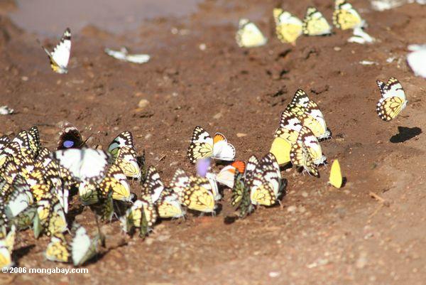 Schmetterlinge, die auf den Rand eines Nationalparks