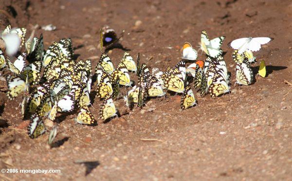 Belenois creona Schmetterlinge, die auf Mineralien und Feuchtigkeit in einem Nationalpark der Schmutz