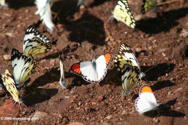 Schmetterlinge, die auf den Boden eines Nationalparks der Schmutz